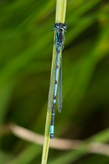 David Plant Photography - Wildlife Photography - Variable damselfly - D